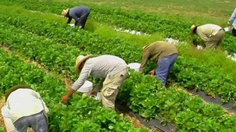 Agricultura crecería 5% este año, tras golpe en el 2023