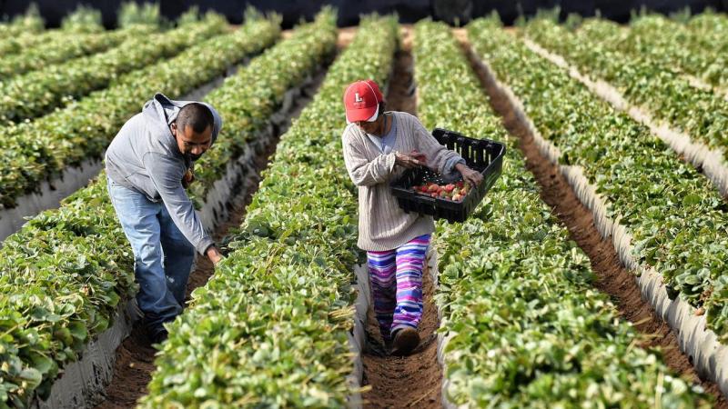 Agricultura  genera alrededor de 4.3 millones de empleos en Perú