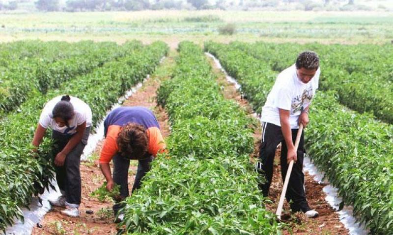 AGRICULTURA IMPULSA INCREMENTO DE ASOCIATIVIDAD EN EL SECTOR