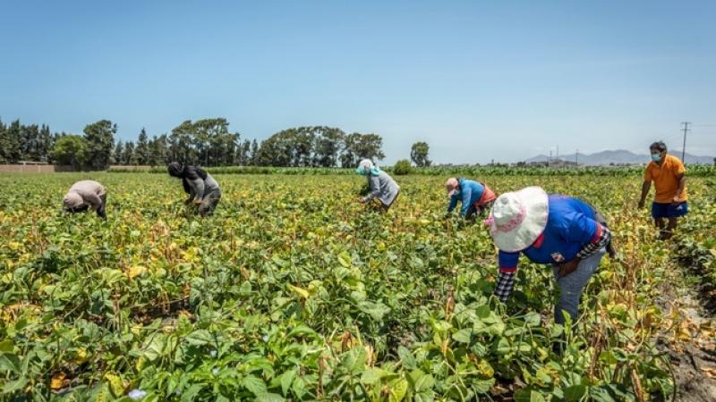 Agricultura peruana registró en 2023 su desempeño más bajo desde 1992