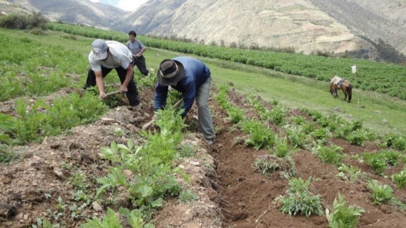 Agricultura y Pobreza Multidimensional en el Perú: Un desafío estructural