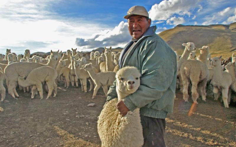 Agro Rural ejecuta proyectos de crianza de animales a beneficio de más de 42 mil familias productoras