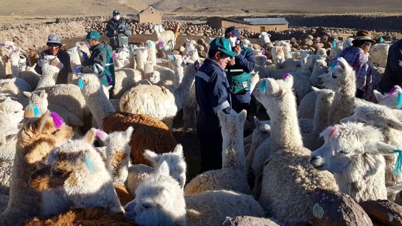 Agro Rural implementa módulos de procesamiento de fibra de alpaca