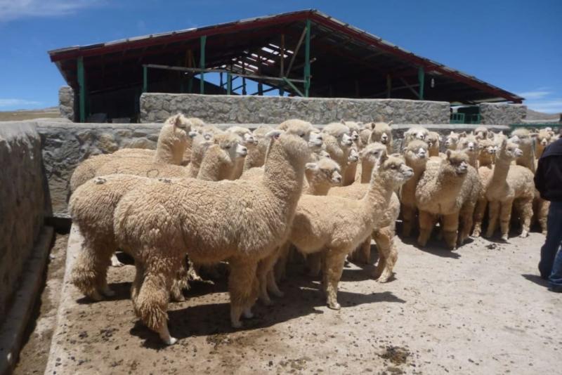 Agro Rural invertirá más de S/ 79 millones para potenciar desarrollo ganadero en 8 regiones