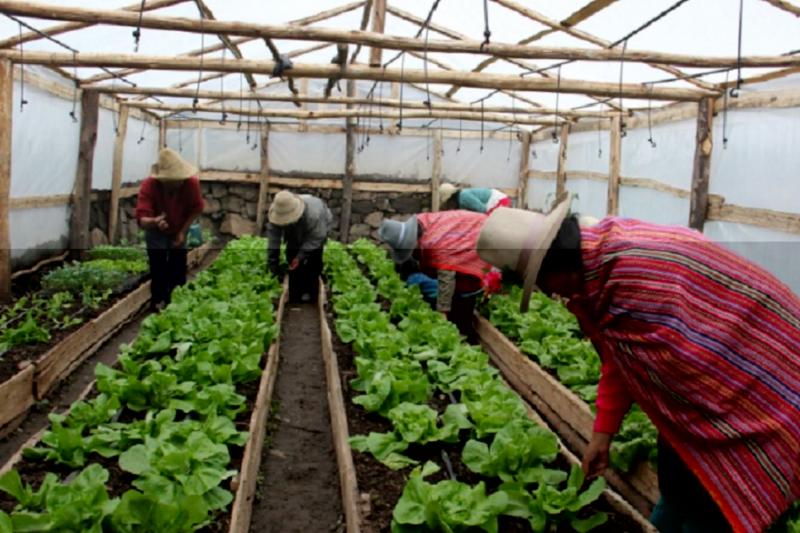 Agro Rural proyecta instalar 2.560 fitotoldos para proteger cultivos de primera necesidad en 15 regiones