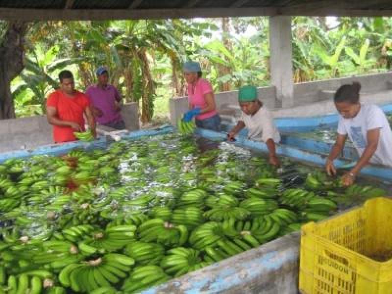 AGRO TECNOLOGÍA Y ESTUDIO DEL BANANO, ANALIZADOS EN TECNOAGRO 2011 