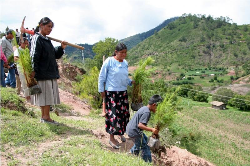 AGROBANCO OTORGARÁ CRÉDITO POR S/. 3 MILLONES A EMPRESA FORESTAL