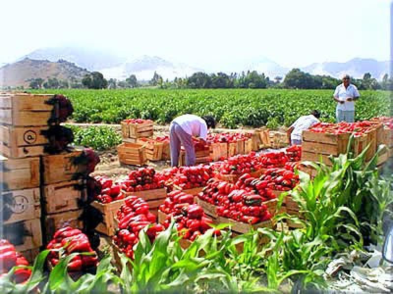 AGROEXPORTACIONES BATEN RÉCORD EN PRIMER SEMESTRE DEL AÑO