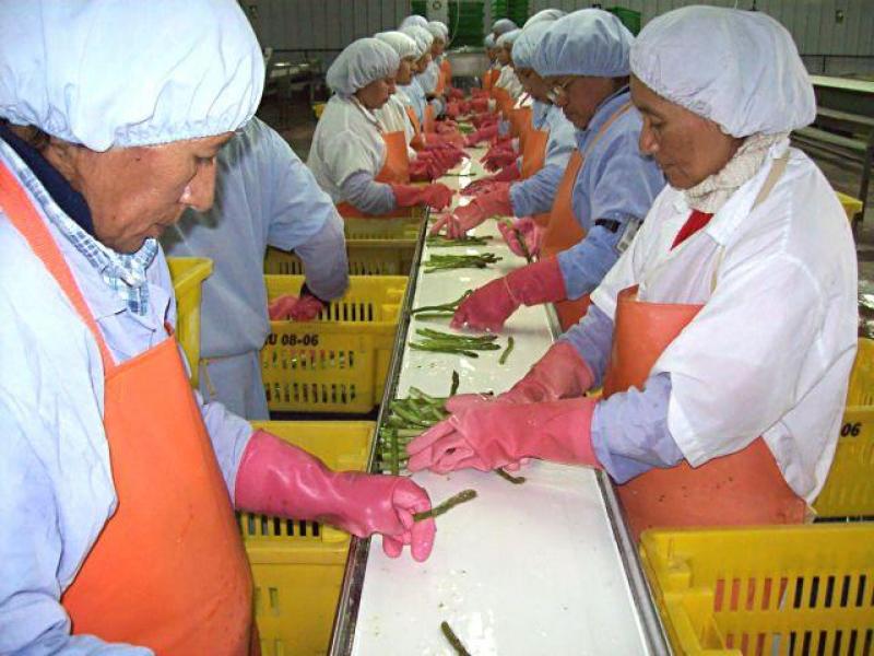 AGROEXPORTACIONES PERUANAS A COREA CRECERÍAN 43% ESTE AÑO