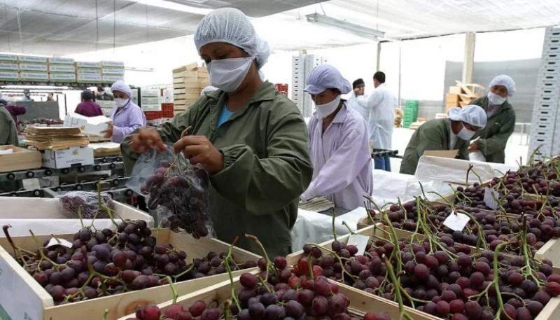 Agroexportaciones peruanas llegaron a 138 mercados en 2024