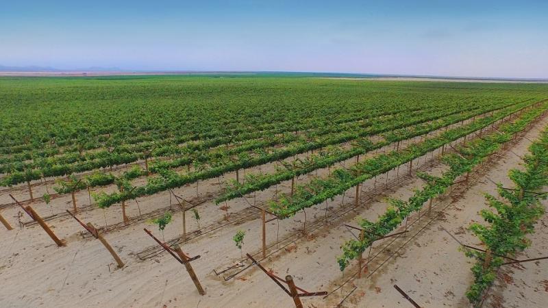 Agroexportadores invertirían US$ 20.000 millones en primeros cinco años de actividades de nuevos   proyectos de irrigación