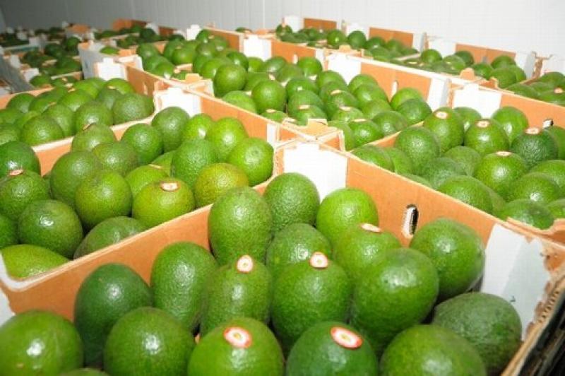 AGROEXPORTADORES VEN CON INTERES A CHINA COMO DESTINO DE PALTA