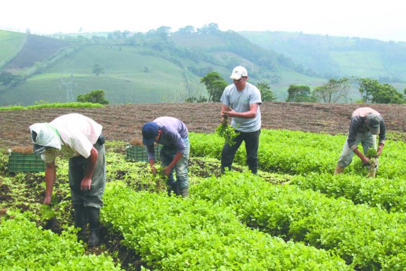 Agroideas atendería a 9.030 productores el 2020 con presupuesto asignado