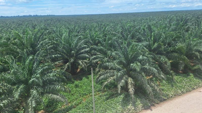 Agroideas destina más de S/ 2.8 millones para impulsar la cadena de palma aceitera en Ucayali