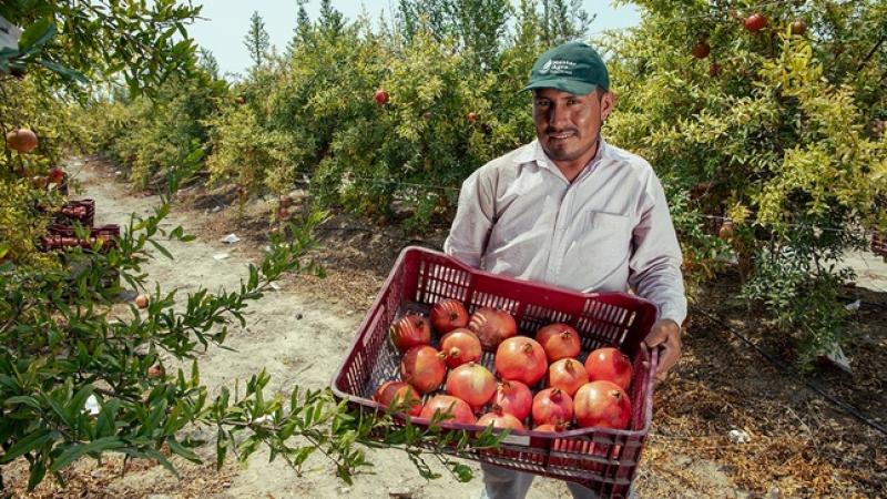 Agroideas ejecutó casi el 100 % de su presupuesto en Proyectos de Reconversión Productiva