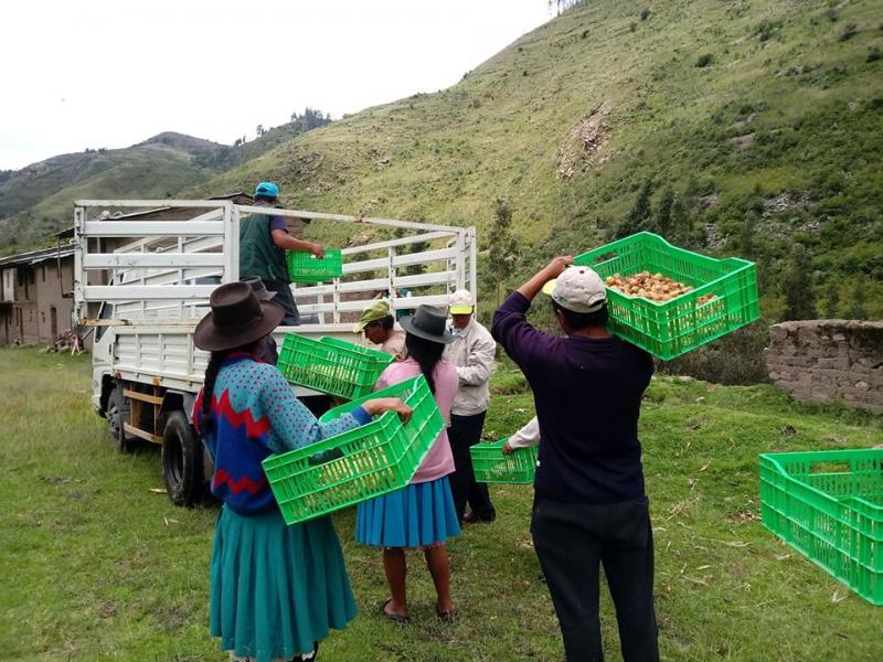 Agroideas impulsa producción de aguaymanto para exportación en Huamanga