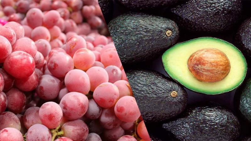 Agroindustria concentró el 43% de las exportaciones no tradicionales a Costa Rica