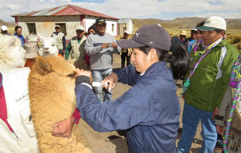 Agrorural entregará kits veterinarios y pacas de heno para enfrentar heladas