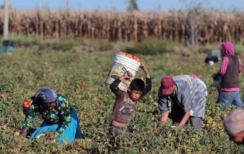 AL MENOS 100 MILLONES DE NIÑOS TRABAJAN EN EL AGRO