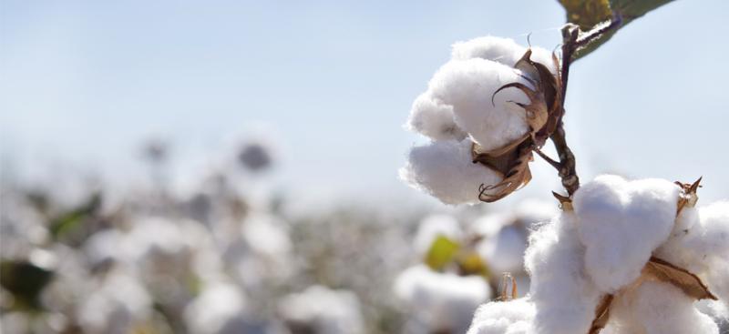 Algodón pima piurano es uno de los productos más olvidados de la región