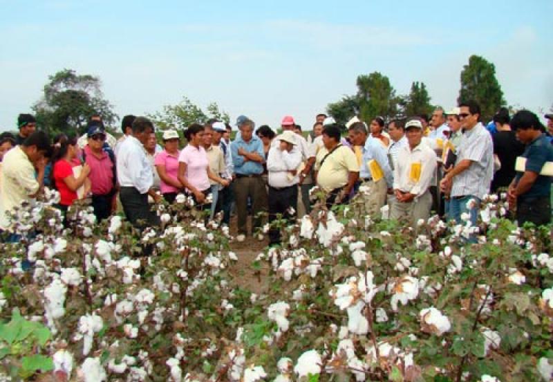 ALGODONEROS DE PIURA PODRÁN ACCEDER A INCENTIVO ECONÓMICO