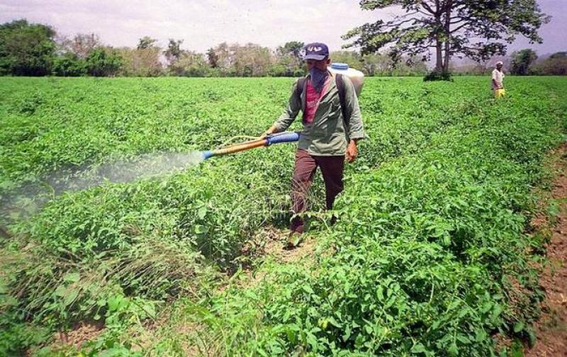 Algunos productores de espárragos y paltas usan agroquímicos genéricos para abaratar costos