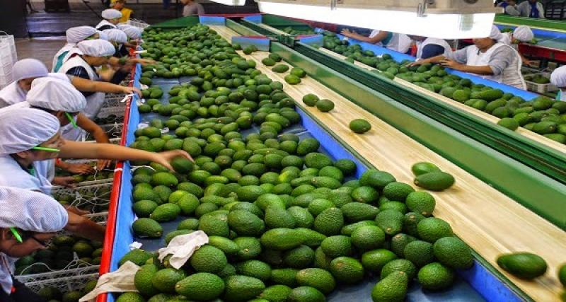 Alimentos lideran crecimiento de exportaciones no tradicionales durante enero-noviembre de 2018
