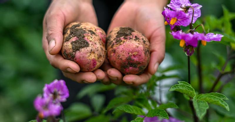 Amazonas: evalúan características morfológicas de papas nativas