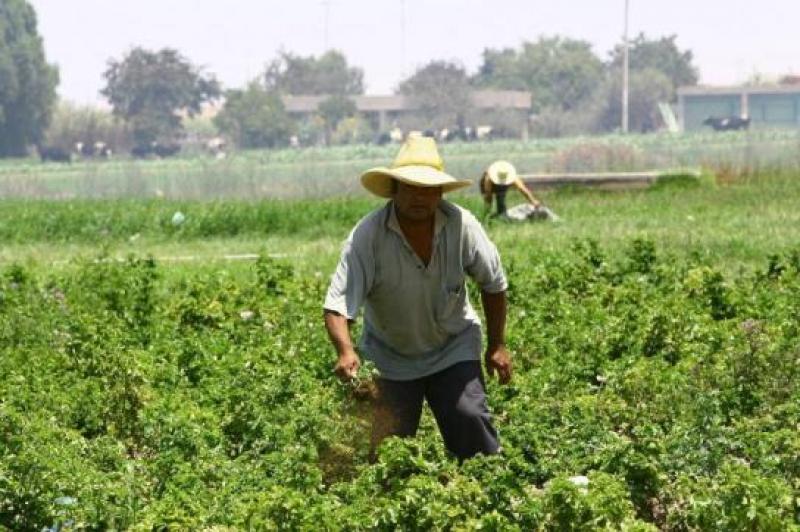 ANALIZARÁN SITUACIÓN DEL AGRO DE MADRE DIOS