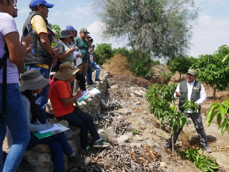 Áncash: forman líderes agropecuarios en cultivo del mango