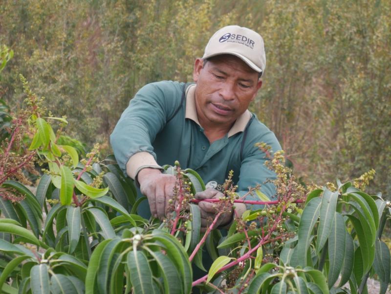 Áncash: pequeños productores podan flor de mango para demorar cosecha hasta abril de 2023