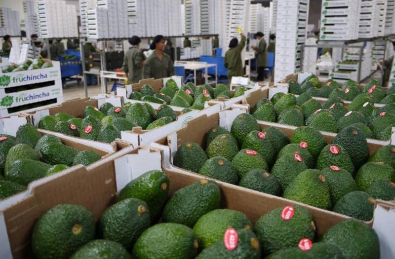 Áncash: productores exportaron 25.286 toneladas de palta en campaña 2021