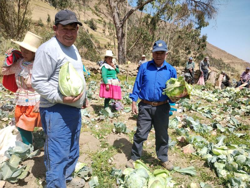 Áncash: siembran repollo ecológico a más de 3.000 metros de altura