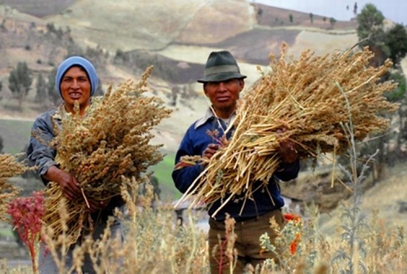 ANPE PRODUCIRÍA 2 MIL TM MÁS DE GRANOS ANDINOS