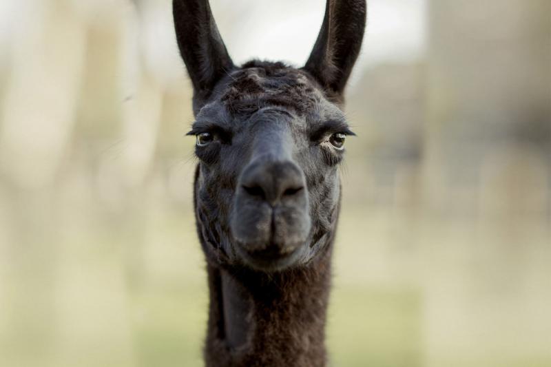 Anticuerpos de las llamas podrían ayudar a combatir el COVID-19