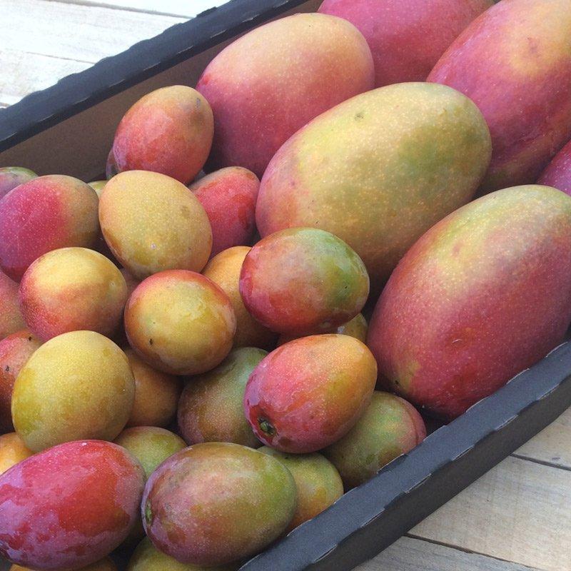 APEM reevalúa proyección de exportaciones de mango fresco por parte de Perú para la presente campaña