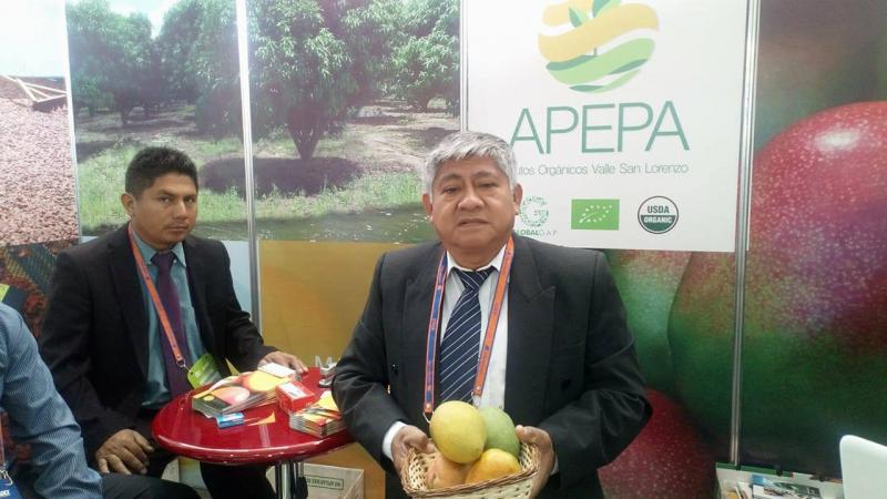 APEPA proyecta exportar 2.070 toneladas de mango Kent  en la campaña 2017/2018