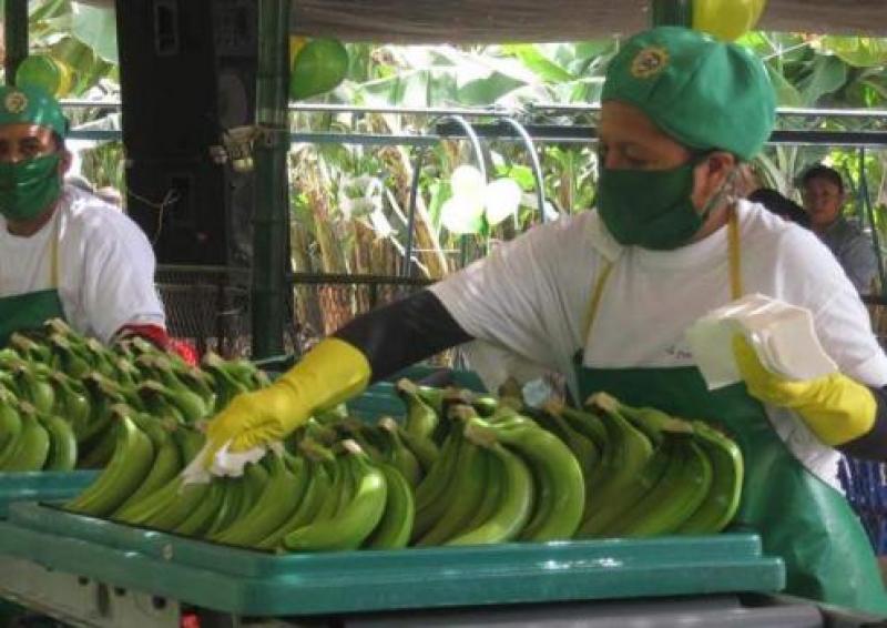 APPBOSA: PRODUCCIÓN DE BANANA ORGÁNICA PERUANA SE REDUCE CADA SEMANA