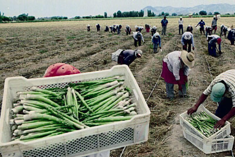 Aproximadamente el 15% del espárrago del mundo se cultiva en Perú