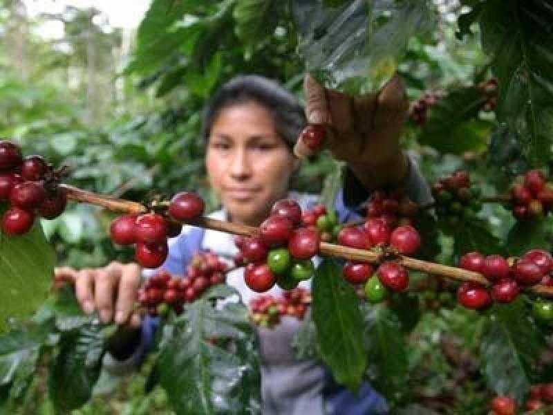 APRUEBAN ESTRATEGIA DE MEDIANO PLAZO PARA EL DESARROLLO DEL SECTOR CAFETALERO 2016-2018