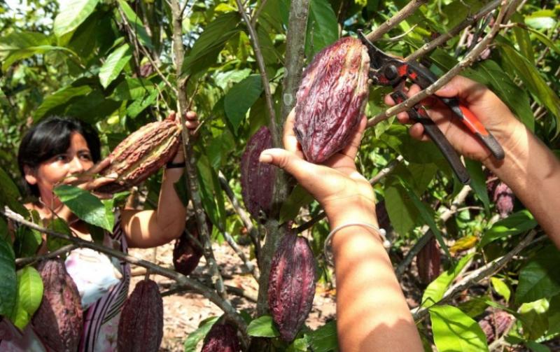 APRUEBAN NORMAS TÉCNICAS SOBRE FERTILIZANTES Y PRODUCTOS DE CACAO