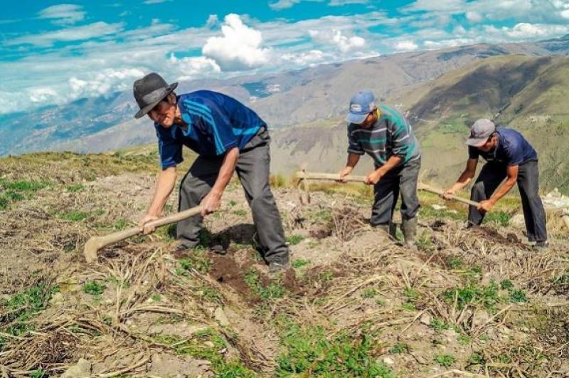 Aprueban subsidio de S/ 350 para productores agrarios con menos de 2 hectáreas