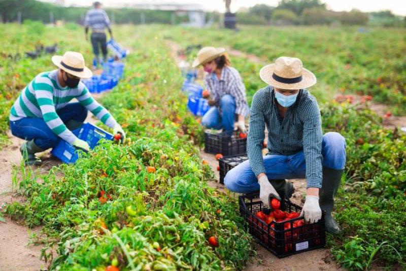 Apuesta de la Unión Europea por la agricultura ecológica aboca al desabastecimiento de alimentos