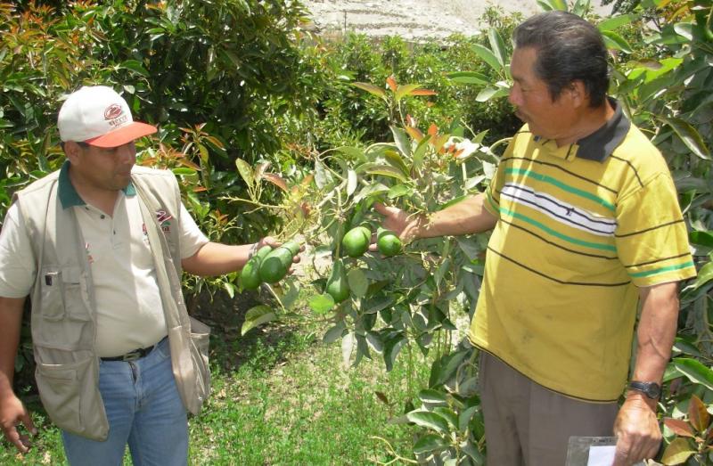 APURIMAC AFIANZA RECONVERSIÓN HACIA LA PALTA HASS