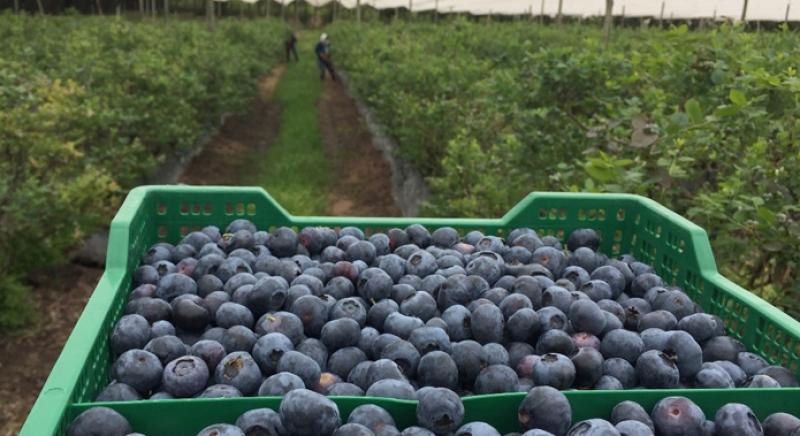 Arándano peruano ingresará a Taiwán