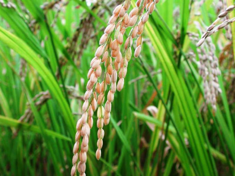 ÁREA CULTIVADA CAYÓ 2,1% EN EL PERÍODO AGOSTO 2010 - JUNIO 2011