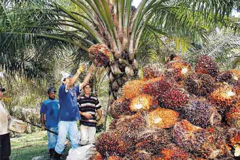 ÁREA DE PALMA ACEITERA SE QUINTUPLICÓ EN PERÚ EN LOS ÚLTIMOS 15 AÑOS