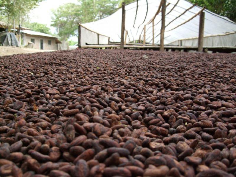 ÁREAS DE CACAO SE INCREMENTARÁN EN 10% EN 2014