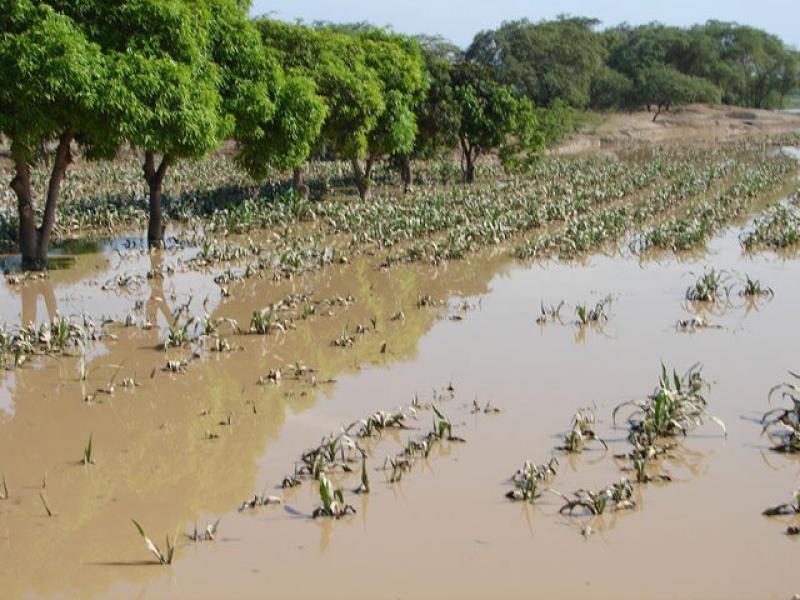 AREQUIPA: INCREMENTO DEL CAUDAL DEL RÍO OCOÑA AFECTA CULTIVOS DE ARROZ