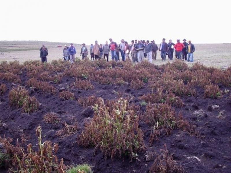 AREQUIPA NECESITA S/ 55 MILLONES PARA RECUPERAR TIERRAS DE CULTIVOS